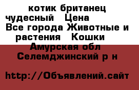 котик британец чудесный › Цена ­ 12 000 - Все города Животные и растения » Кошки   . Амурская обл.,Селемджинский р-н